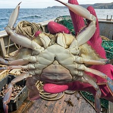 국내산 봄 활 알배기 생물 암꽃게 찜 탕 게장용, 1박스, 2kg (6~10미내외)