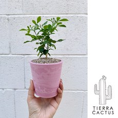 꽃향기 하면 오렌지 자스민 - 화분 3color, 핑크(받침포함), 1개