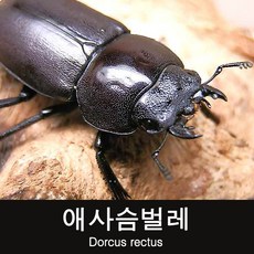 (초보사육용)애사슴벌레 암컷 20~24mm, 1개