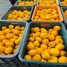 도매가 일등농수산 전남 고흥 정품 유자, 1개, 5kg 소과