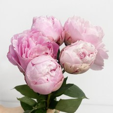 (플라워365마켓) 사라 작약 5송이 꽃배달 싼곳 도매 생화 꽃 경매 택배 배송, 1개