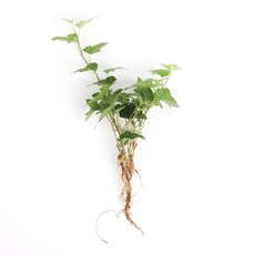 갑조네 청아이비 세척 수경재배식물 실내 공기정화식물, 1개