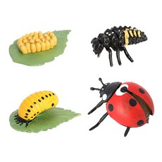 shangren 곤충 수명 주기 관측 모형 생물 곤충 학습 모형, 무당 벌레, 설명, 플라스틱, 1개