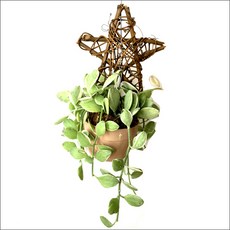 들꽃향기 공중식물 에어플랜트 틸란드시아 인테리어 공기정화 화분식물, 디시디아 별리스화이트, 1개