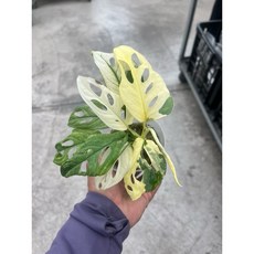 霏霏園藝班 葉大洞洞 一棵特價800元