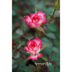 꽃대 매직케로셀 찔레장미 / 사진촬영 2026년 5월 8일, 1개