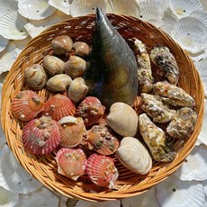 제철 모둠조개 실속세트 2kg
