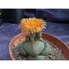 다육식물 제옥41 다선농원