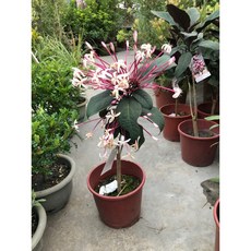 霏霏園藝 煙火花 6吋盆栽