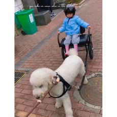 개 썰매 대형견 허스키 훈련 겨울 개수레 러닝 반려견