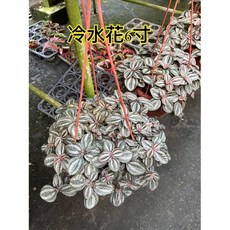 霏霏園藝 冷水花盆栽 6寸規格 綠植居家裝飾 淨化空氣