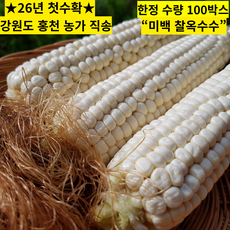 [26년첫수확]산지직송 강원도 미백 찰옥수수, 1박스, 미백찰옥수수 특품10개(14cm~15cm)