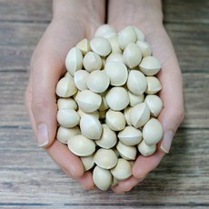 25년 햇 피은행 개량종, 2kg, 1개