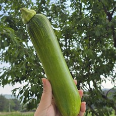 맛있는 국내산 애호박 3개, 300g, 애호박 상