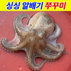 [1차완판] 쭈꾸미 알배기 생물 알쭈꾸미, 1개, 1kg