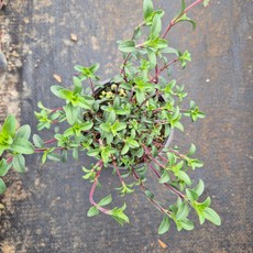 넝쿨장구채 (제니플라워), 1개