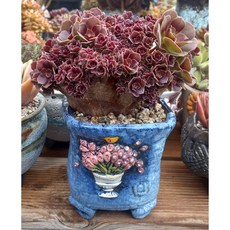 늘꽃다육 케시미어철화 분체 안전배송. 리톱스 다육 식물 선인장 인테리어 집 꾸미기 화분, 1개