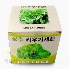 식물키우는 재미 상추 식목일키트 쌈채소키우기 베란다텃밭 식물키트