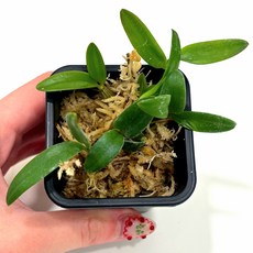 덴드로비움 파치필럼 서양난 착생난초 비바리움식물, 1개