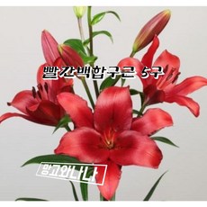 빨간백합구근5구1셋, 1개