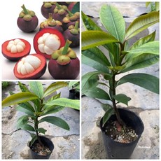 霏霏園藝 泰國山竹實生苗 4吋盆栽 (8-16片葉), 1個