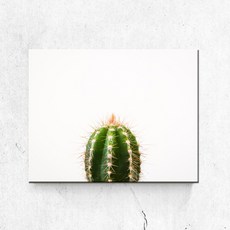 PL042_풀잎식물 선인장 다육이 선인장사진 캔버스액자, 무광일반_S_16cm x 22cm, 1개