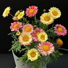 두주의정원 투톤목마가렛 라떼마끼야또 마가렛 봄꽃 꽃모종 야생화, 투톤, 1개