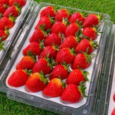 13brix이상 프리미엄 설향 딸기 가정용 선물용, 1개, 400g(15-18구)