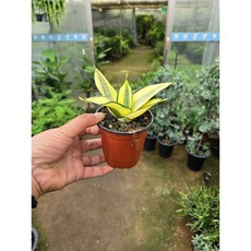 박씨농원 골드하니 미니산세베리아