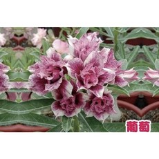 霏霏園藝 沙漠玫瑰盆栽 居家植栽 觀賞花卉, 1個