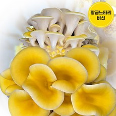 MD 초이스 비타민D 황금 느타리버섯 신품종 350G농장당일 수확 출고 아이스박스, 350G, 1개