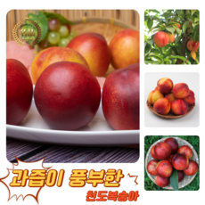 [굿피플] 꿀당도 천도(신선)복숭아 복숭아 제철천도(신선)복숭아, 1개, 천도복숭아(신선) 1kg 5-6과