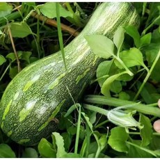 [미더운팜] 쥬키니 호박 (주키니) 실속구성 2kg 엄선 선별품 깔끔한 단단함 부드러운 식감 전 볶음 파스타 만능 산지직송, 1박스