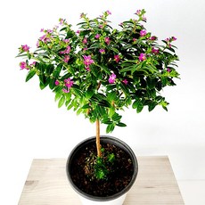 에덴플랜트 구피아 외목대 지름14cm포트 구페아 후페야 꽃식물 사계절꽃 다년초 허브 공기정화식물