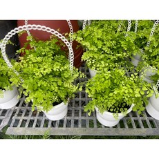 霏霏園藝 鐵線蕨吊飾 5吋盆, 1個