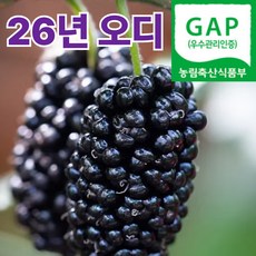 [하루30박스만] 국산 오디 농장직송 햇오디, 1박스, 2KG)