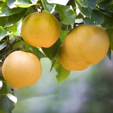 하동 산지직송 명품배 가정용 선물요 업소용 조생종, 1박스, 하동 햇배 가정용 3kg 5-8과