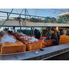 구룡포 박달홍게 배송(수율90%이상), 1박스, 3kg(10~11미)수율 90%이상