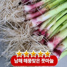 [산지직송]생으로는 아삭! 익히면 쫄깃! 봄을 그대로 베어 무는 듯한 싱그러운 식감이 매력 남해 햇 노지 풋마늘, 1박스, 2kg내외(두단)