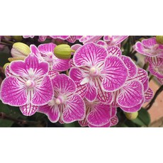 [신라난농원]호접란. 미니로제.쌍대(고급스러운 보라빛핑크색).꽃색상이 예뻐요.고급종.꽃색상이 화려함.인기품종.필독뒷사진참고, 1개