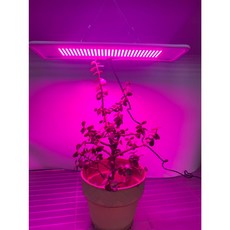 君沛植物燈 LED植物燈 LED20W薄型植物燈板 20瓦磁吸式植物燈 紅藍光譜 植物生長燈, 1個, 紅藍混光,裸版型, 紅藍混光