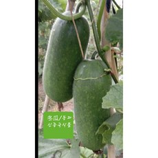 [오늘의 아시아푸드] 싱싱쇼둥과 중국야채 쇼동과 2kg내외(2~3개) . 2.5kg내외(2~3개). 3kg내외(3~4개). 4kg내외(3~4개), 2kg내외, 1개, 2.5kg