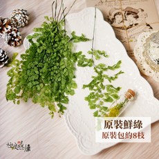 大地農園 永生鐵線蕨 葉材, 【原裝永生鐵線蕨】鮮綠(較深綠),原裝包約8枝