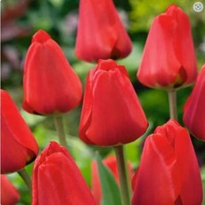 [나은식물원]11.[튤립 모종] 레드 임프레션 -10cm 2포트