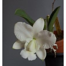 [루반정원] (원종 카틀레야)C. walkerlana alba 'Pendentive' AMAOS (MC), 1개