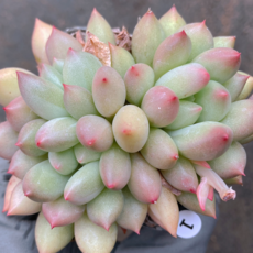 [다육이아지트] 연지곤지 w1w