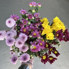 월수금발송 화목토도착 소국 색상혼합 색상랜덤 한단 7~8대 색상랜덤 생화택배 인터넷 꽃 김해생화, 소국혼합, 1개