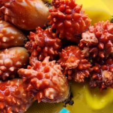 홍지수산 활멍게 얼음가득 발송, 1개, 1kg, 껍질그대로발송