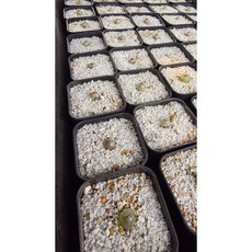 코노피튬 살아있는 보석 부르게리 실생 1센티이상 랜덤, 1개