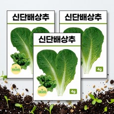 신단배상추 씨앗 종자 4g, 3개